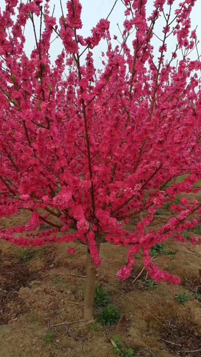 满天红碧桃河南鄢陵守信花木基地，可观看视频，实物拍摄图发