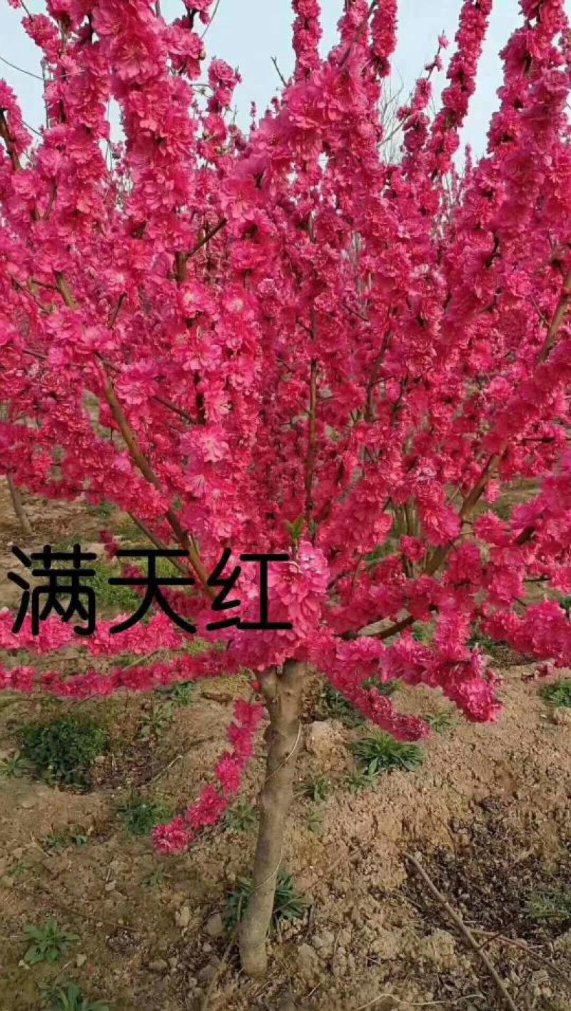 满天红碧桃河南鄢陵守信花木基地，可观看视频，实物拍摄图发