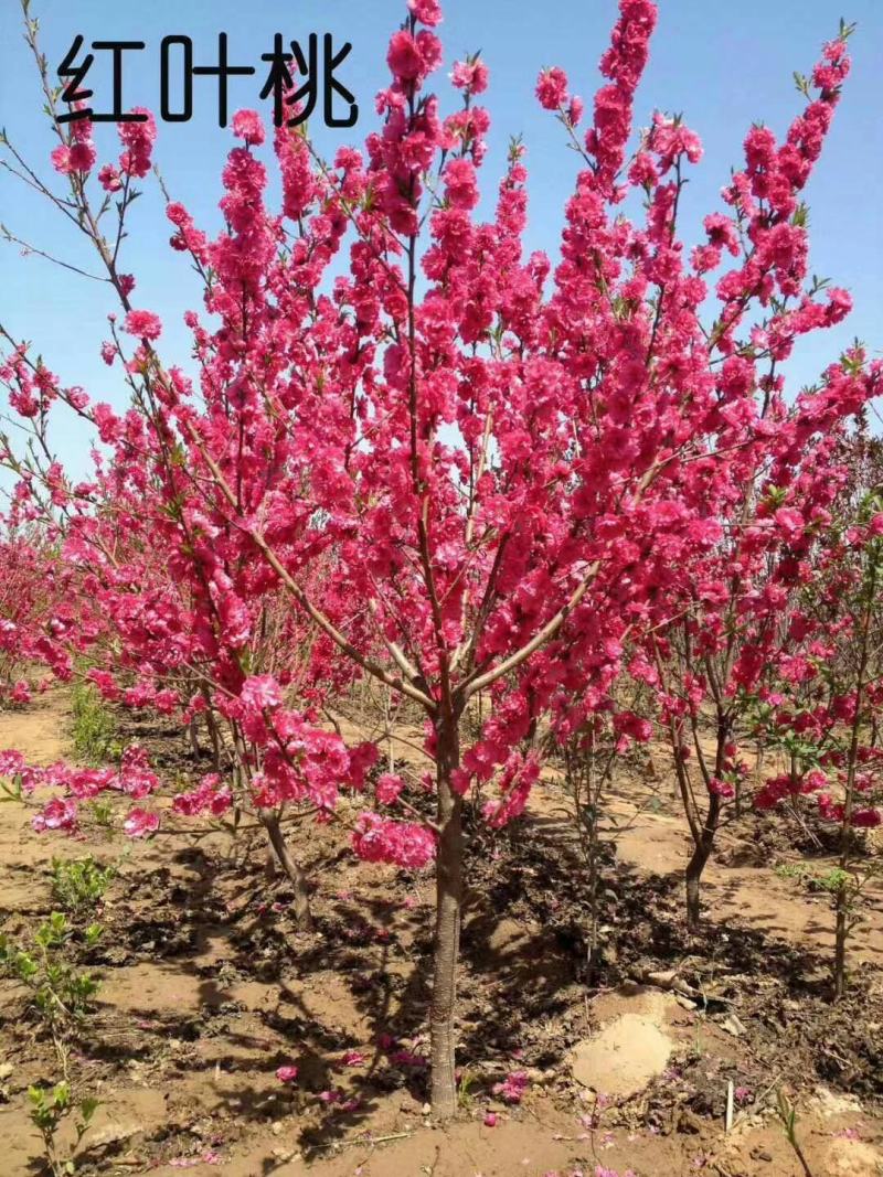 满天红碧桃河南鄢陵守信花木基地，可观看视频，实物拍摄图发