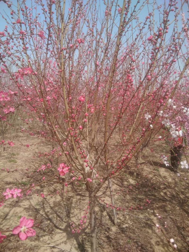 满天红碧桃河南鄢陵守信花木基地，可观看视频，实物拍摄图发