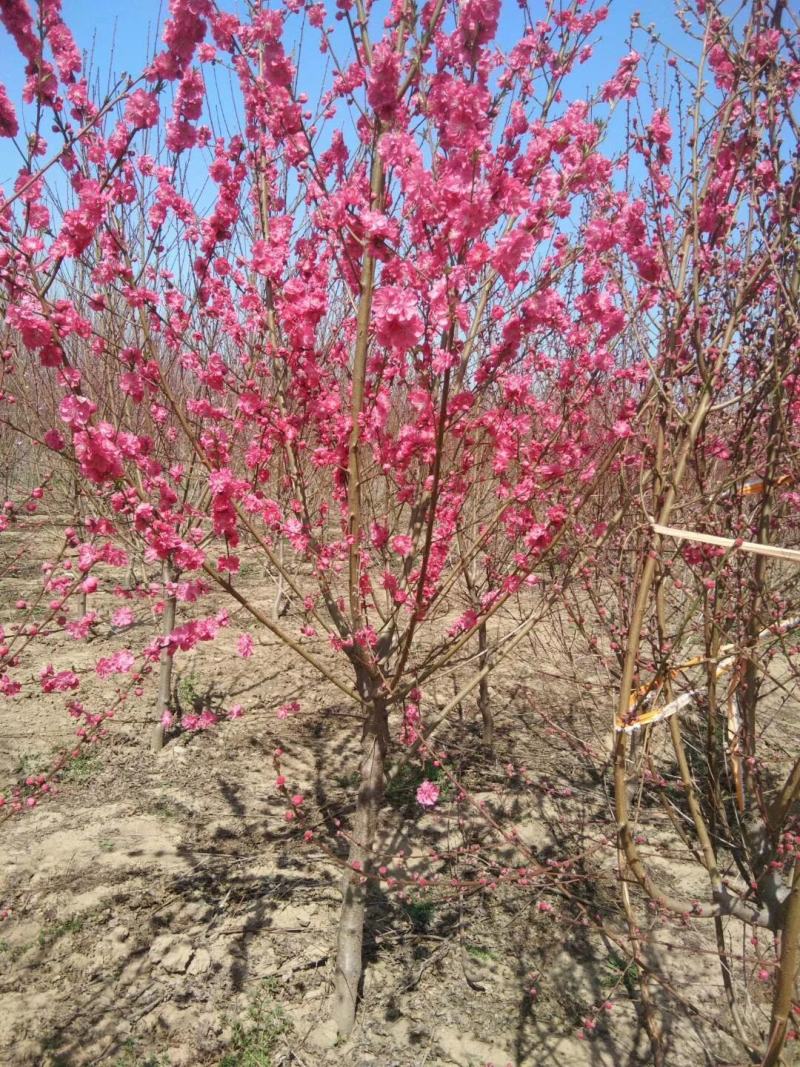 满天红碧桃河南鄢陵守信花木基地，可观看视频，实物拍摄图发