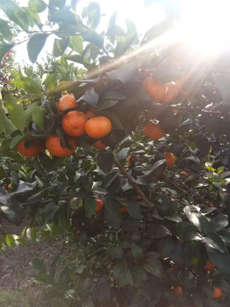 200万斤砂糖橘出售