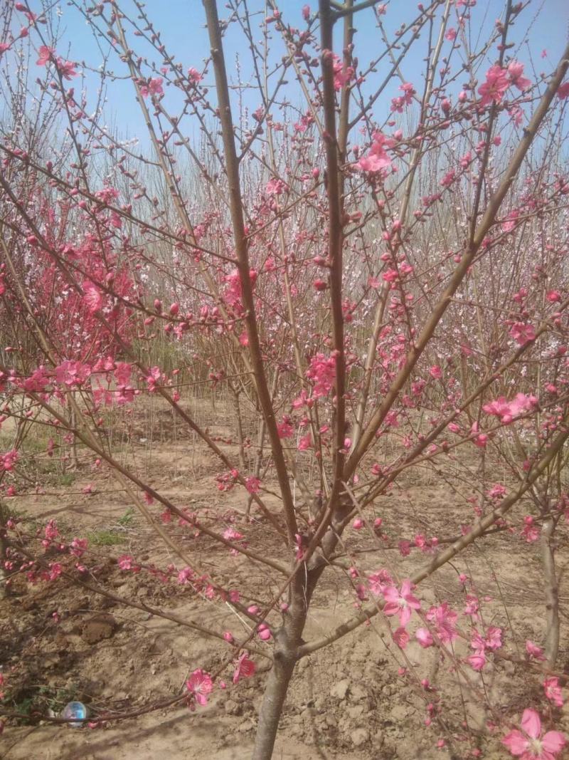 满天红碧桃河南鄢陵守信花木基地，可观看视频，实物拍摄图发