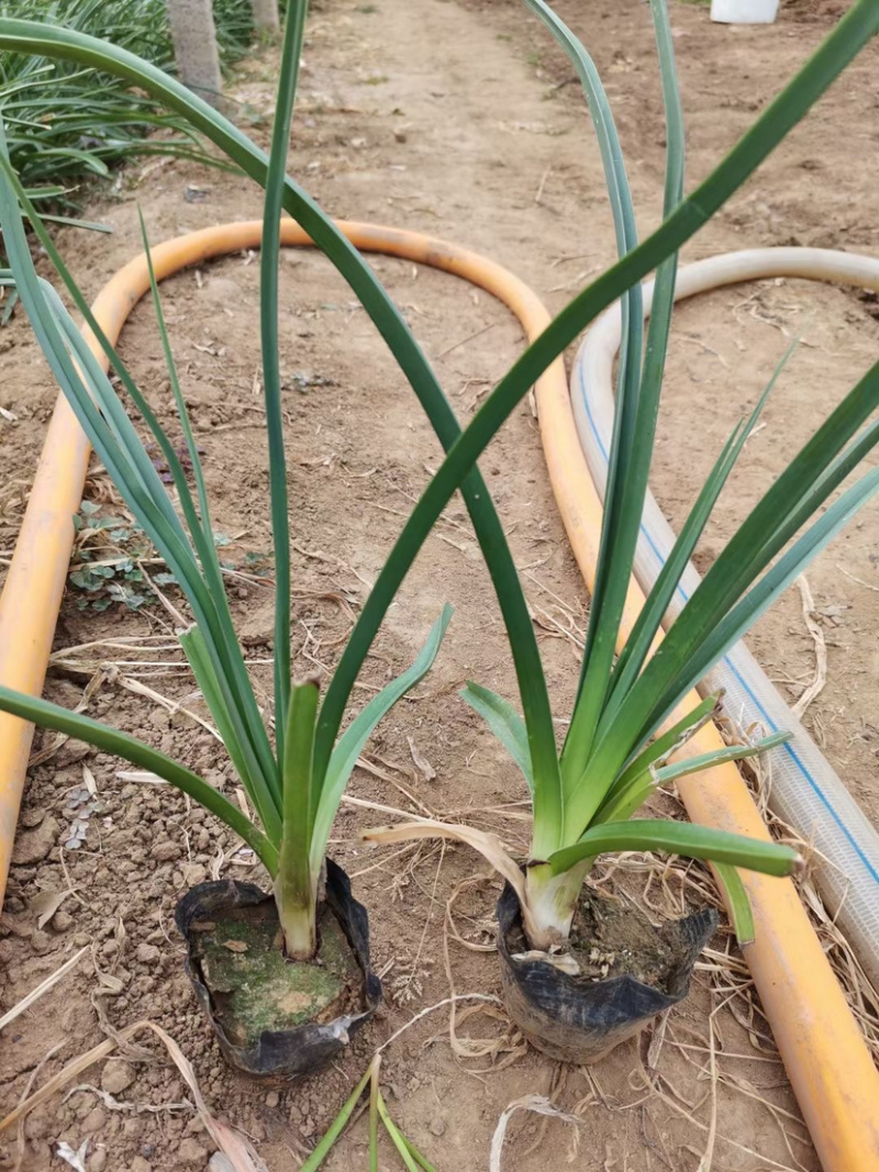 火炬花种植基地火炬花农户直销。青州火炬花价格