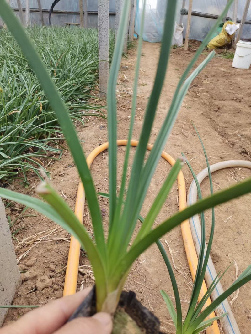 火炬花种植基地火炬花农户直销。青州火炬花价格