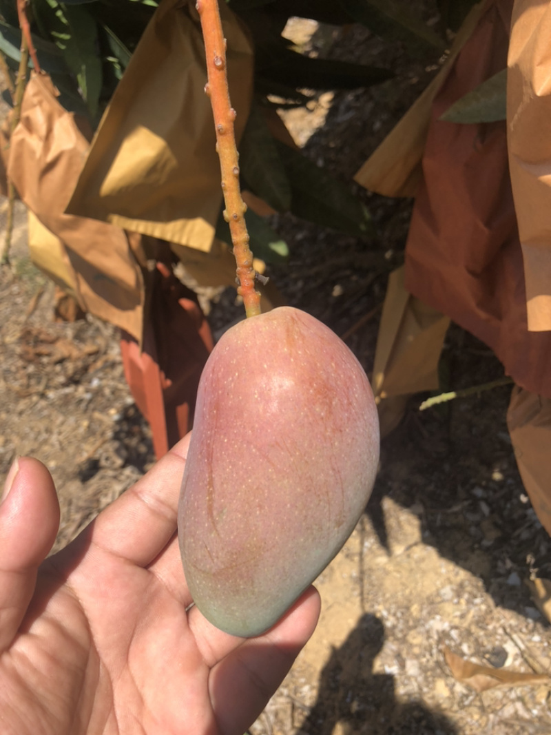 套袋贵妃芒，好吃可口不上火