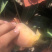 套袋贵妃芒，好吃可口不上火