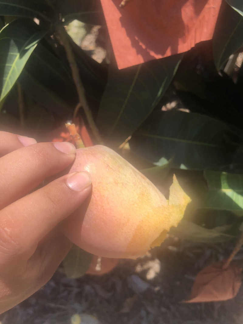 套袋贵妃芒，好吃可口不上火