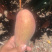 套袋贵妃芒，好吃可口不上火