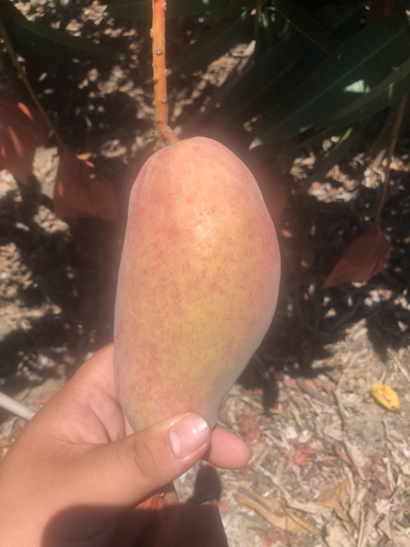 套袋贵妃芒，好吃可口不上火