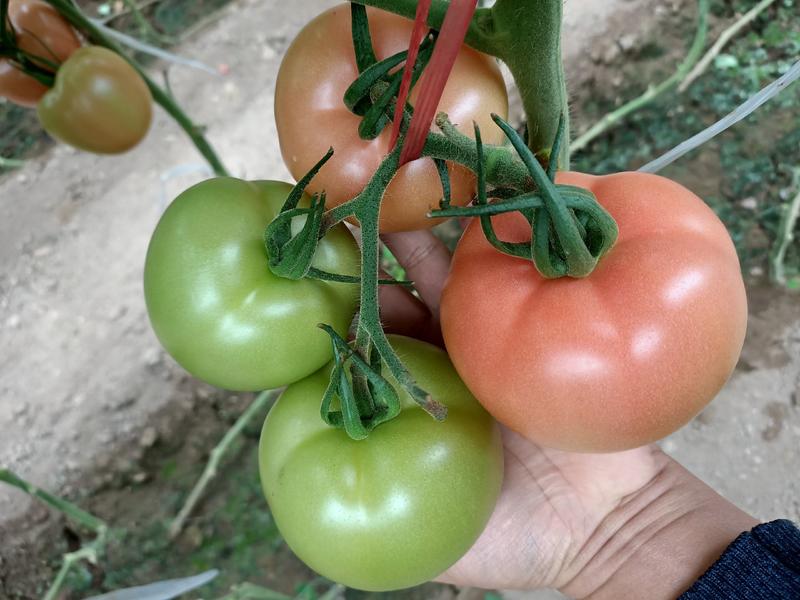 西红柿苗早春早熟粉果番茄品种、颜色好、硬度高。