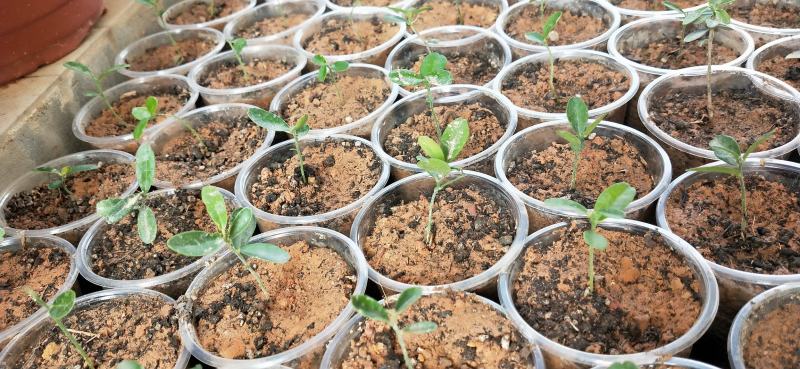 东风橘山桔苗酒饼簕苗金豆苗狗骨簕山桔簕