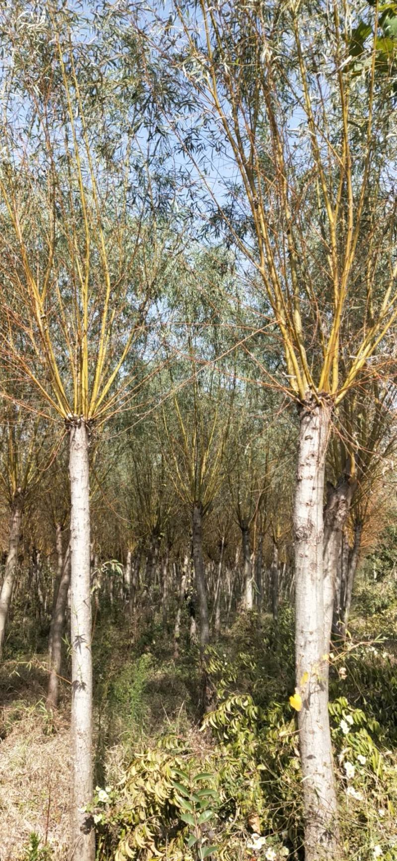 黄垂金丝垂。苗圃大量直发。自己苗圃800多亩，专业工人干