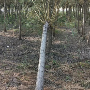 黄垂金丝垂。苗圃大量直发。自己苗圃800多亩，专业工人干