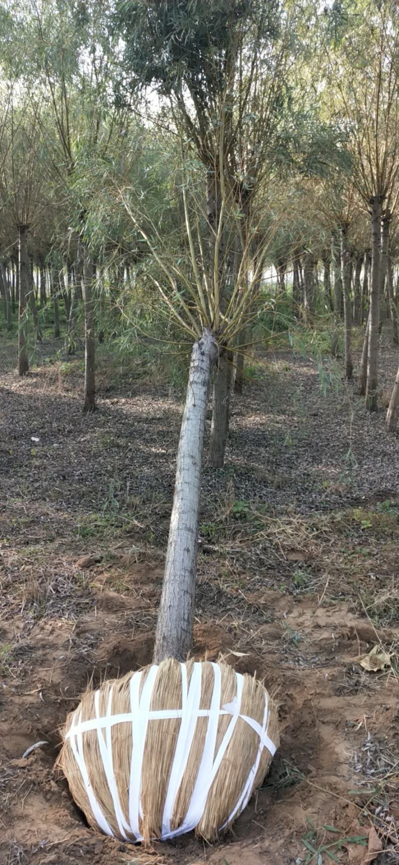 黄垂金丝垂。苗圃大量直发。自己苗圃800多亩，专业工人干