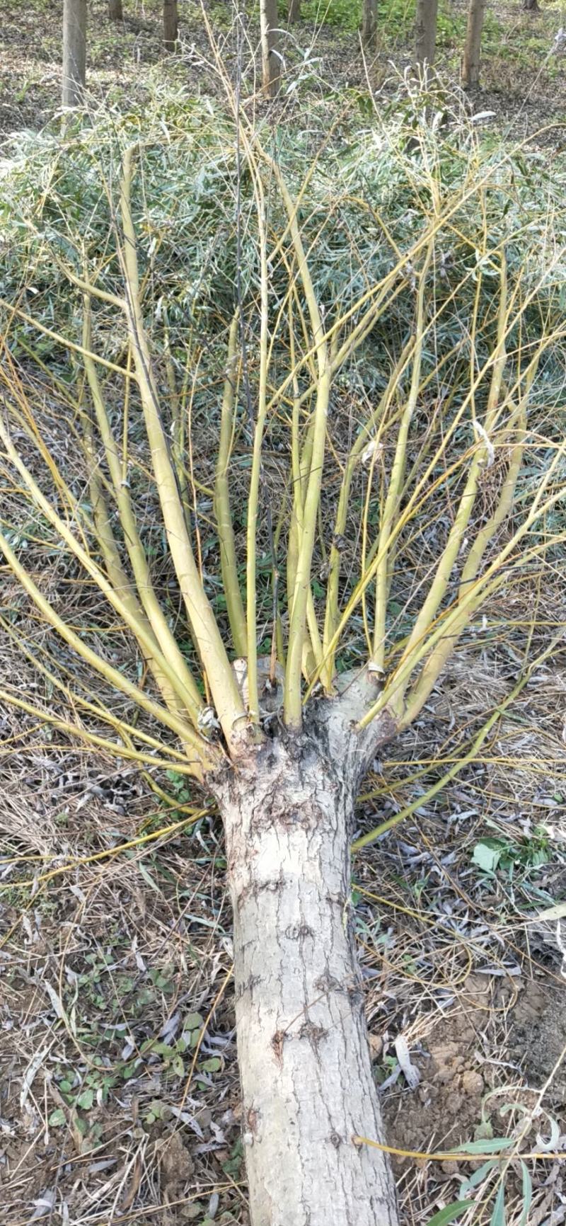 黄垂金丝垂。苗圃大量直发。自己苗圃800多亩，专业工人干