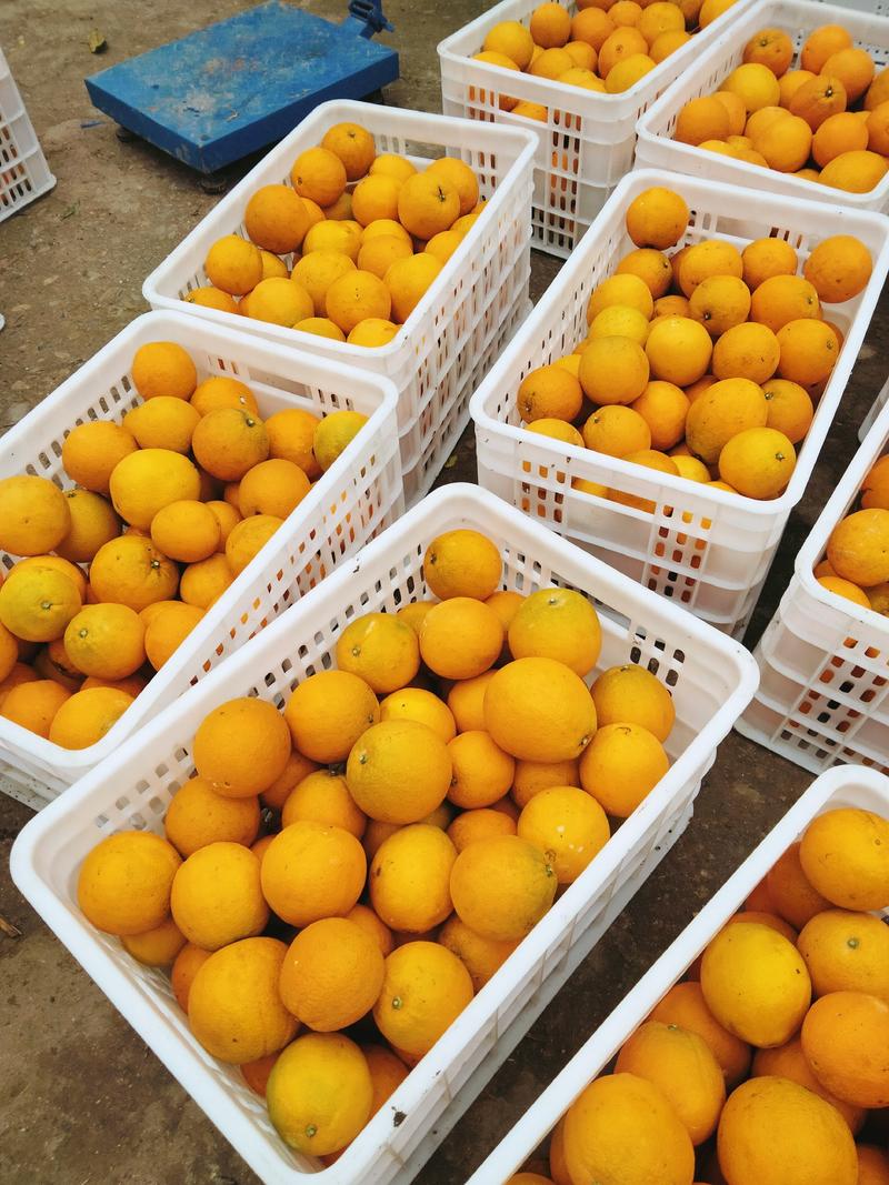 【优质】四川脐橙，橙子果农特卖脐橙，口感香甜，汁水饱满