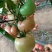 雅粉1208～四季可种植的大果高产品种！