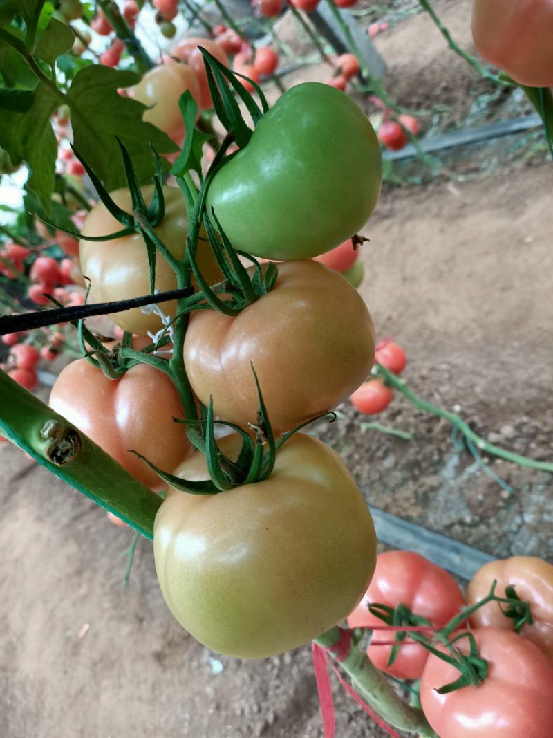 雅粉1208～四季可种植的大果高产品种！