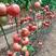 雅粉1208～四季可种植的大果高产品种！