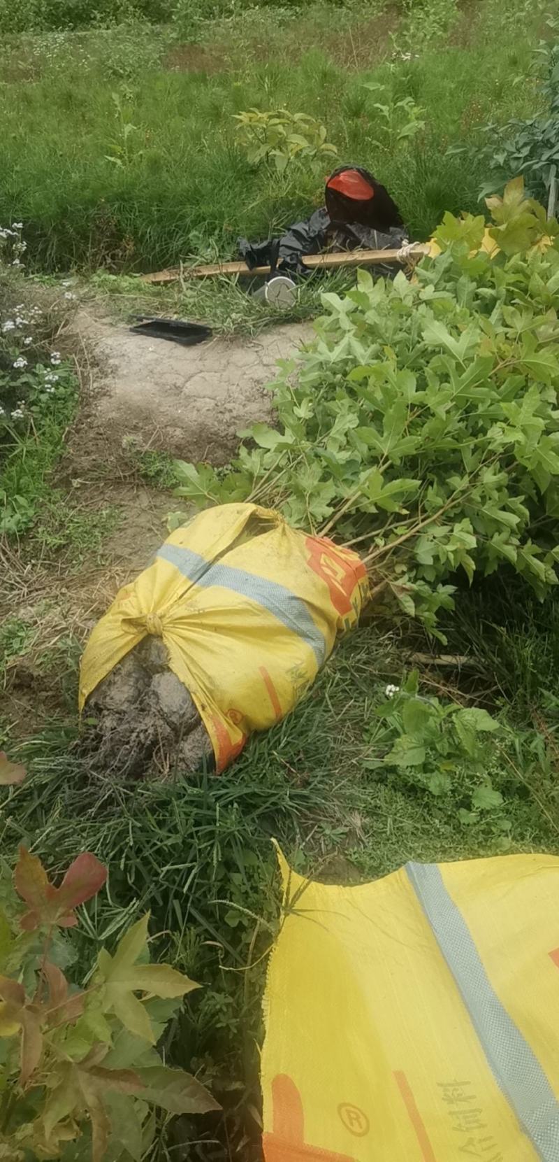 枫香营养杯苗各种规格