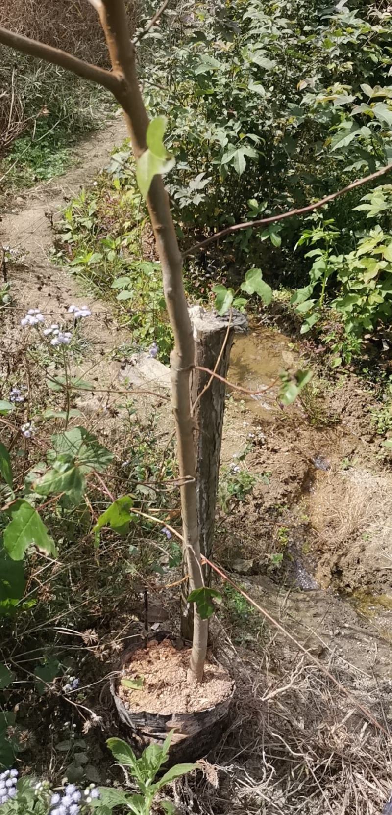 枫香营养杯苗各种规格