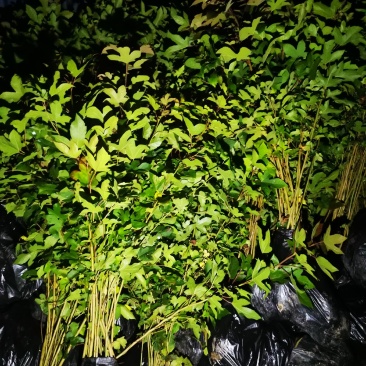 枫香营养杯苗各种规格