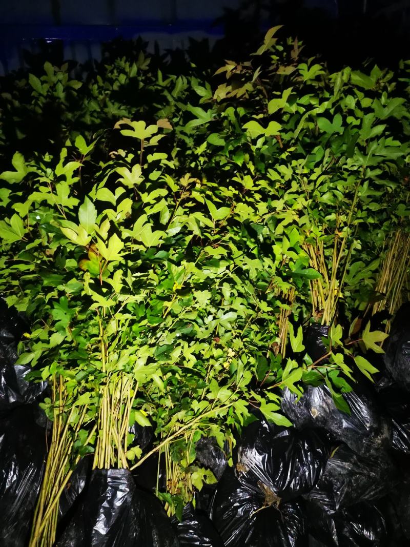枫香营养杯苗各种规格