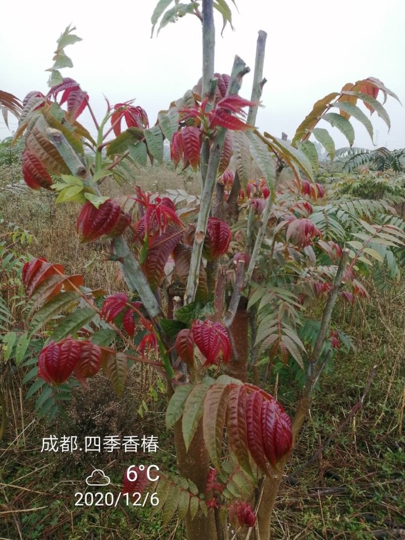 四季香椿苗，高原，平坝，一年四季全地形，全季节采摘椿芽