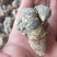 云南文山三七，七农直供货