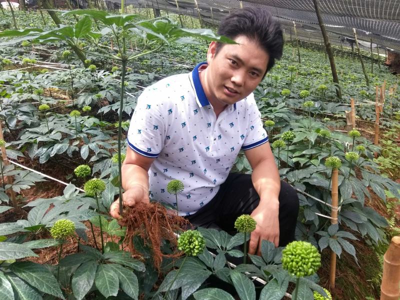 云南文山三七，七农直供货
