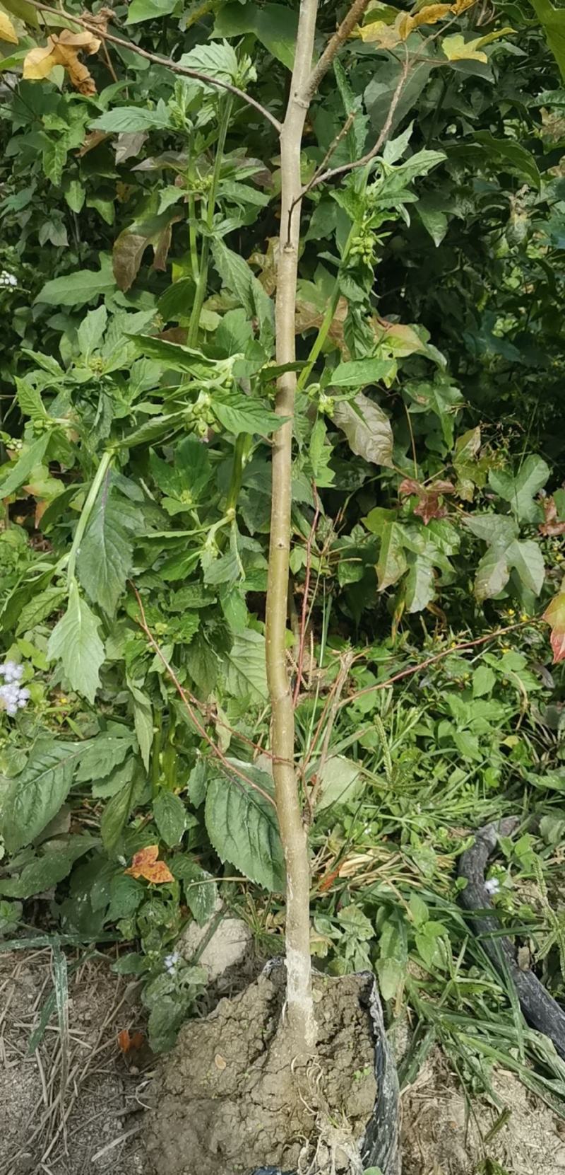 枫香营养杯苗各种规格
