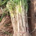 长白大葱葱白50cm