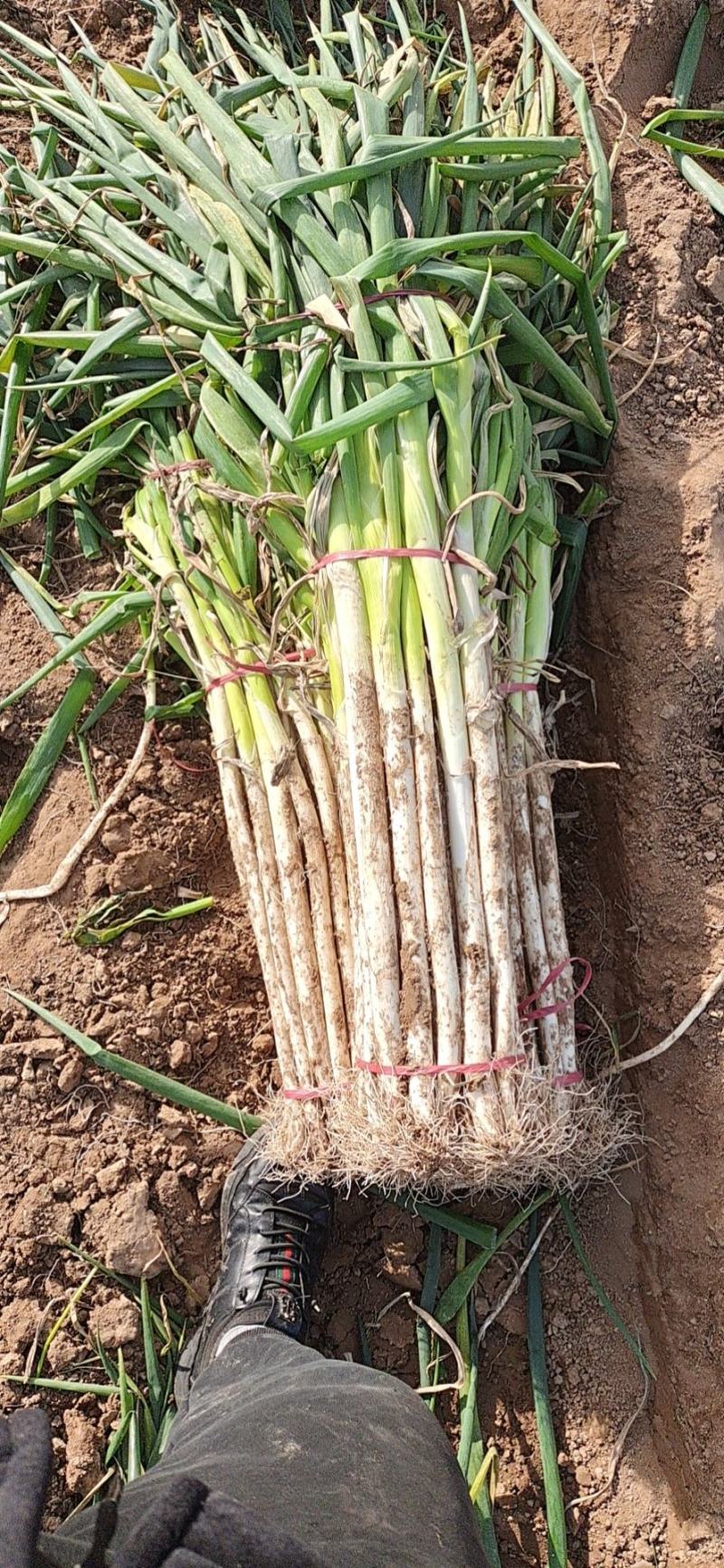 长白大葱葱白50cm