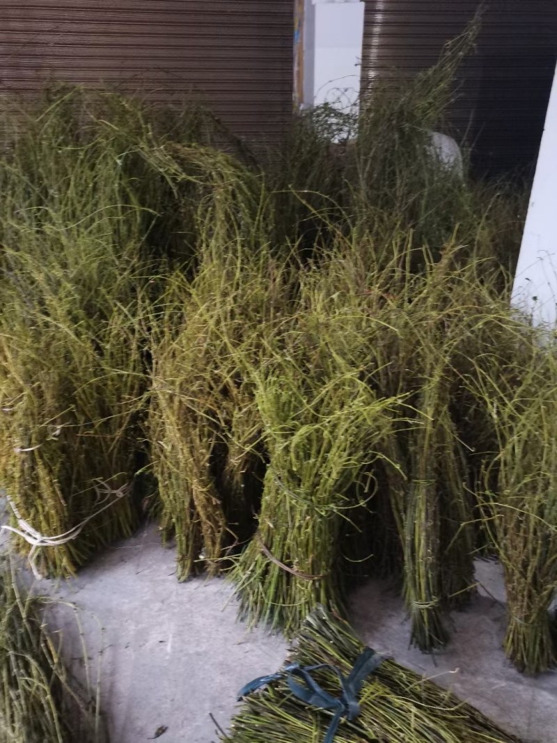 两年生钩藤苗金钩藤正宗药典品种优质移栽苗
