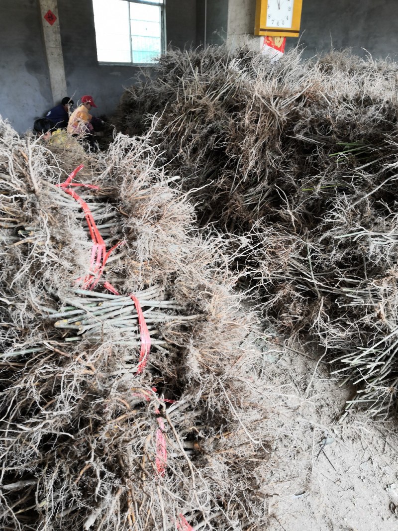 两年生钩藤苗金钩藤正宗药典品种优质移栽苗