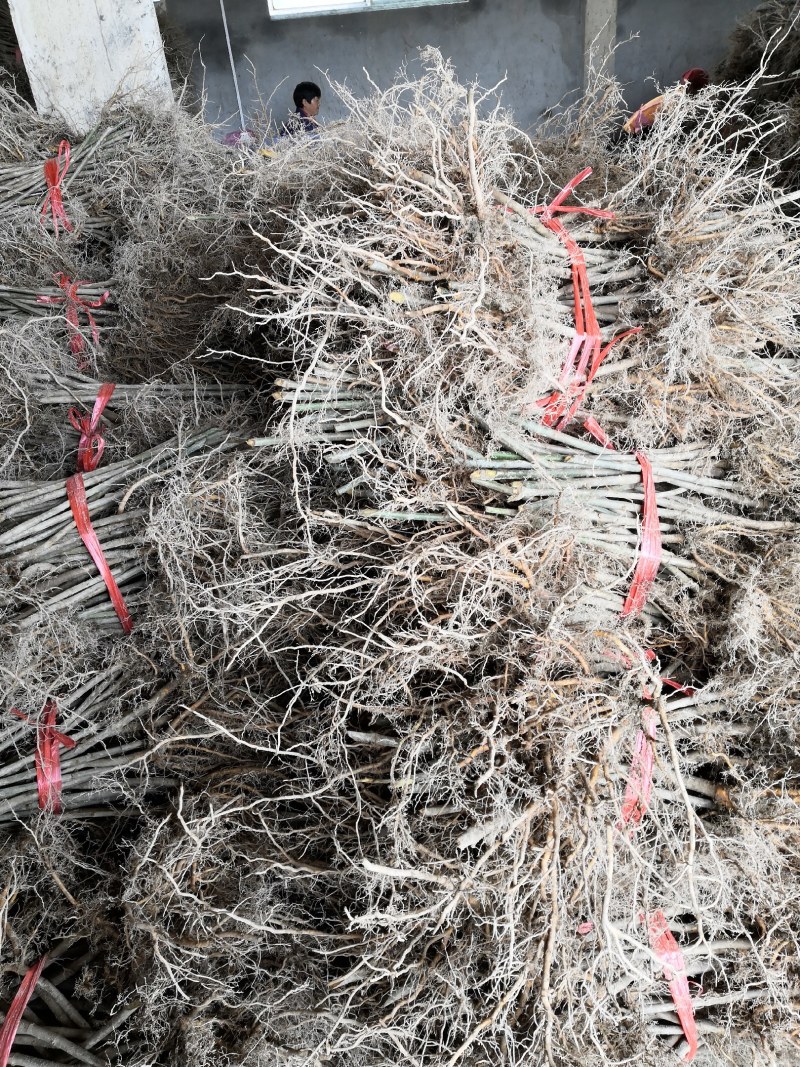 两年生钩藤苗金钩藤正宗药典品种优质移栽苗