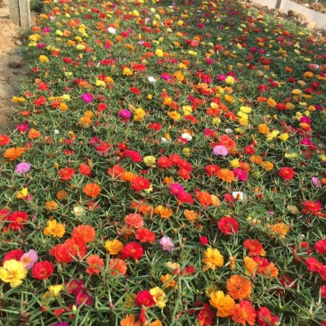 半芝莲，太阳花，混色半芝莲，混色太阳花
