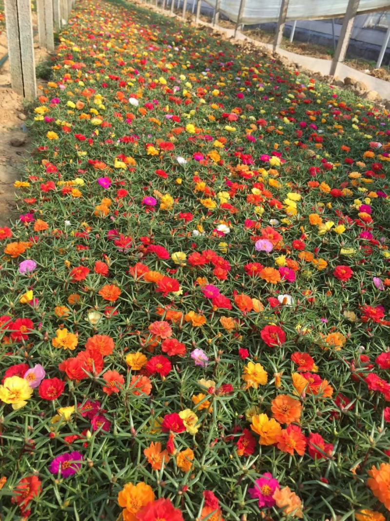 半芝莲，太阳花，混色半芝莲，混色太阳花