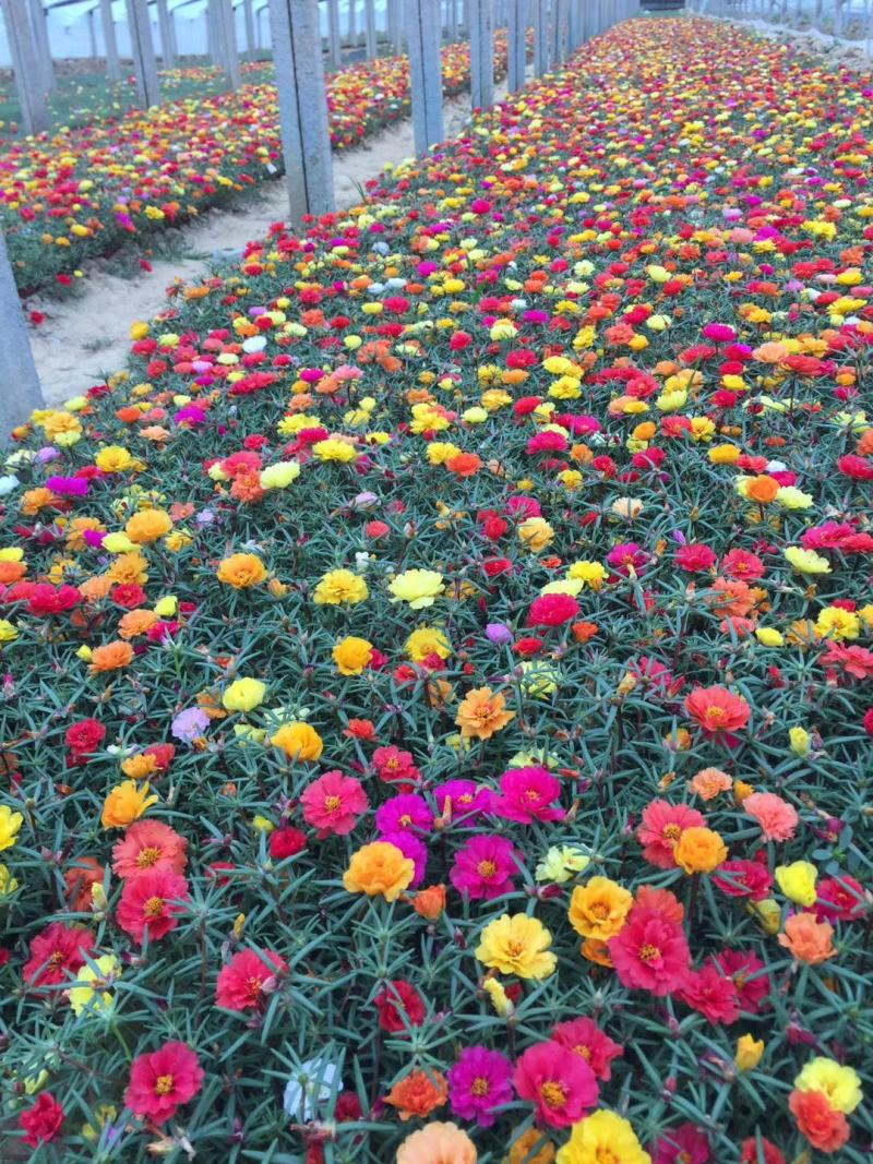 半芝莲，太阳花，混色半芝莲，混色太阳花