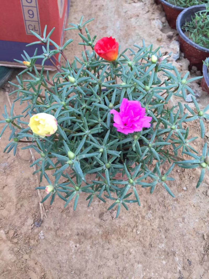 半芝莲，太阳花，混色半芝莲，混色太阳花