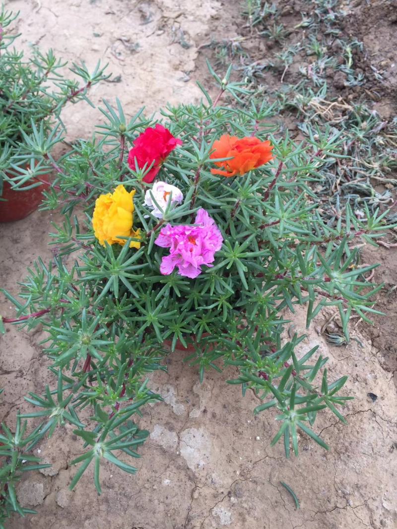 半芝莲，太阳花，混色半芝莲，混色太阳花