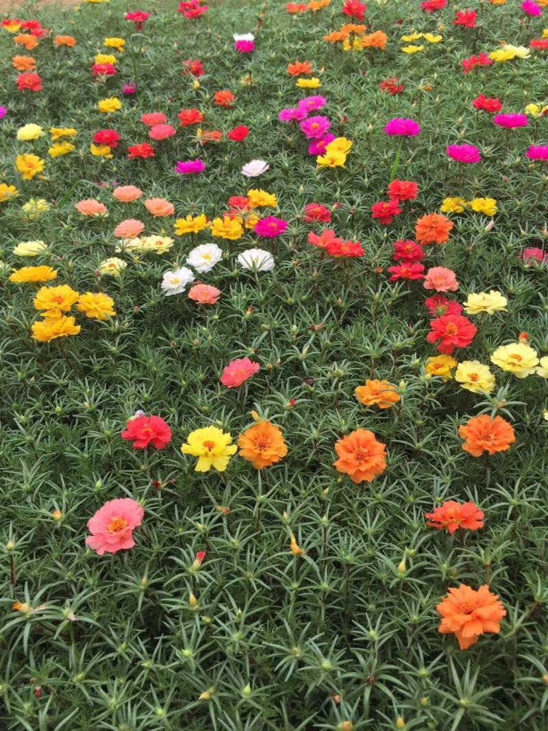 半芝莲，太阳花，混色半芝莲，混色太阳花