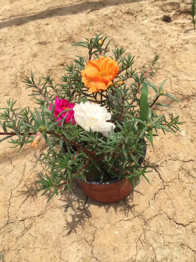 半芝莲，太阳花，混色半芝莲，混色太阳花