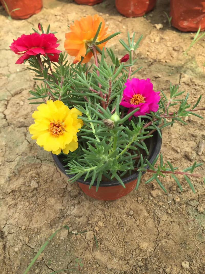 半芝莲，太阳花，混色半芝莲，混色太阳花