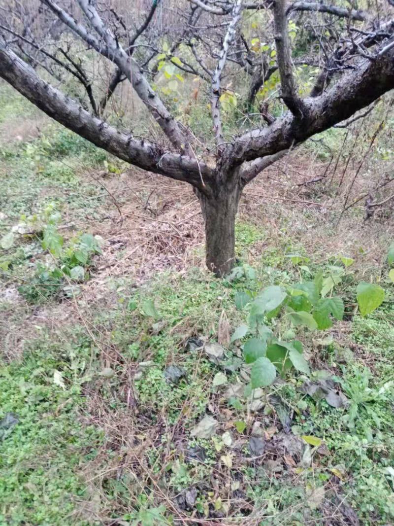 紧急处理一批红李子大树，超低价，树型优美，欲购从速