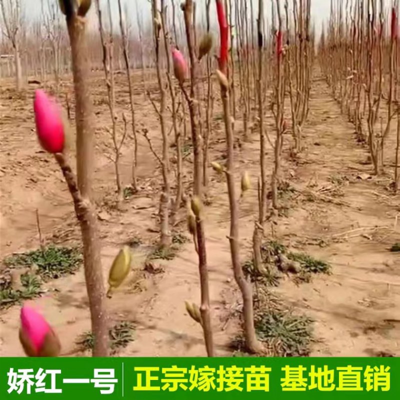 玉兰紫玉兰树娇红一号玉兰白玉兰红玉兰黄玉兰玉兰