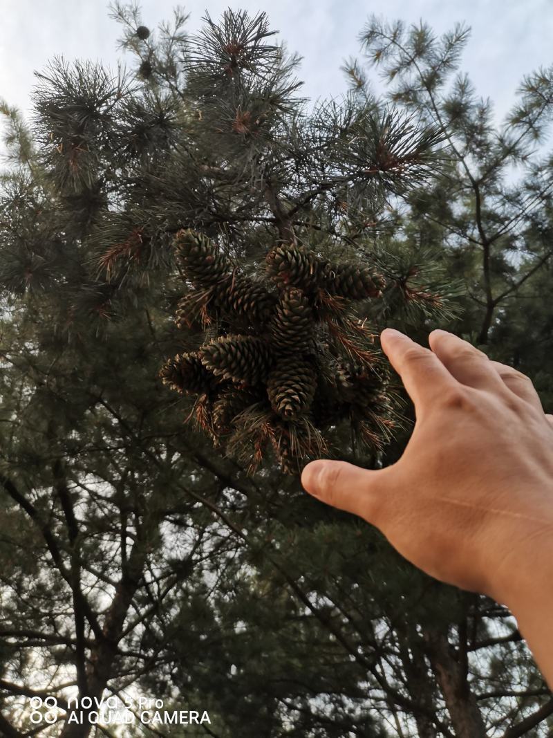 红松嫁接苗，苗高，粗壮，基因优良，产量高，果实大