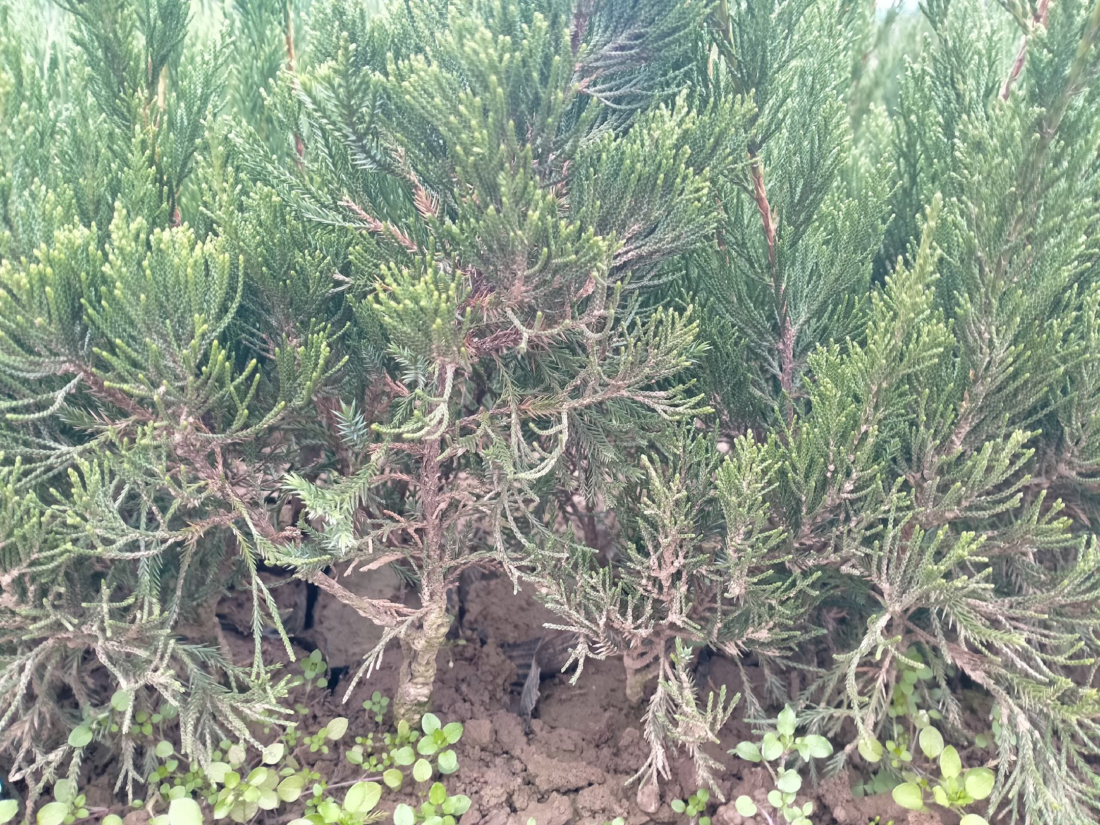 龙柏植株与果实的全景图