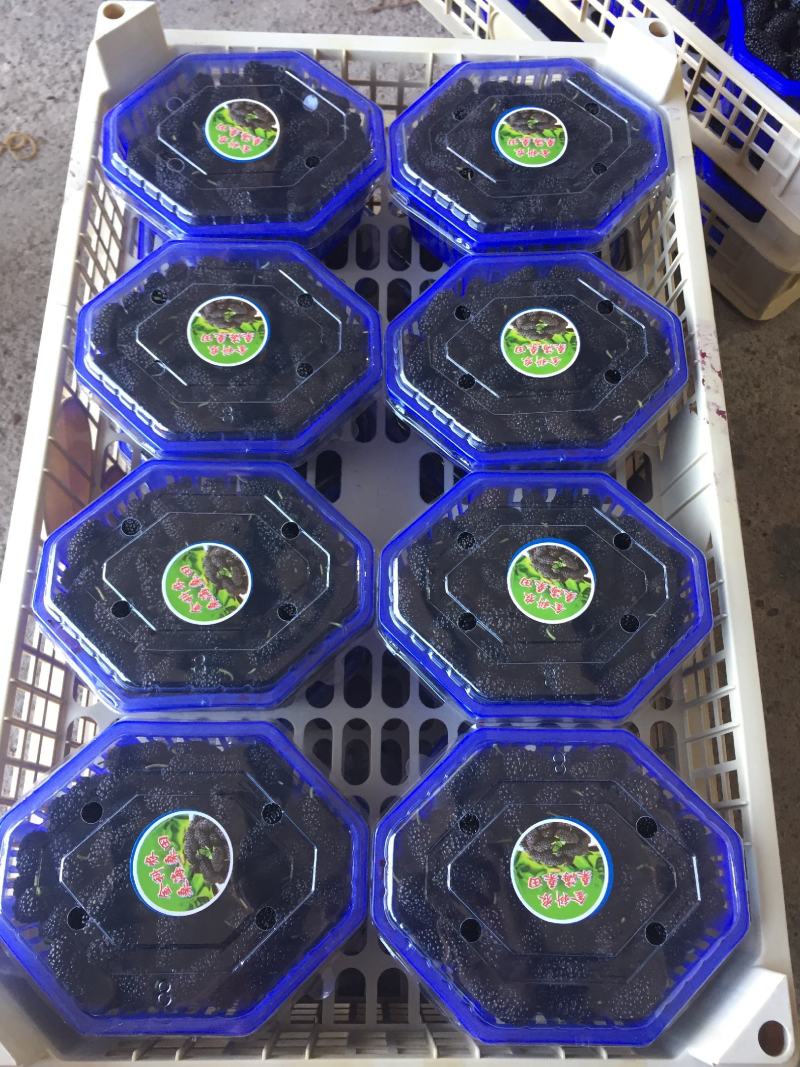 桑葚！新鲜桑葚！广东桑，无籽大十苗，